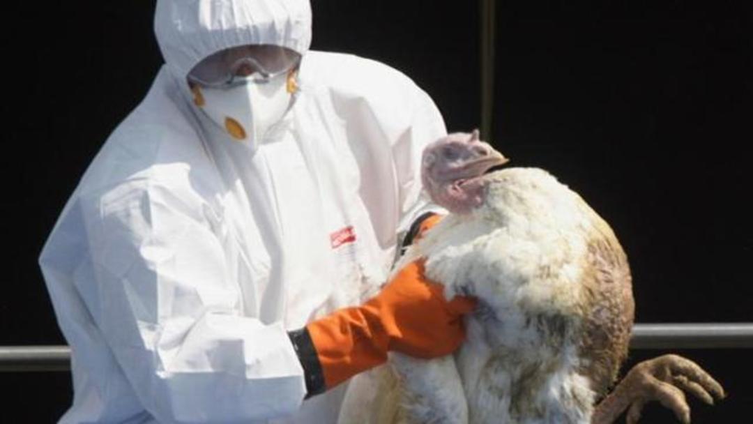 英国发现H5N1型高致病性禽流感病毒，家禽业面临重大挑战