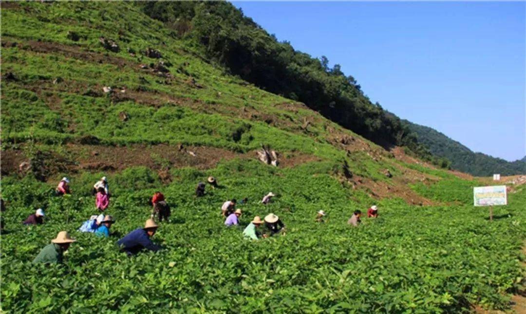 宣城郎溪，百亩白芨喜丰收，助力百姓开启致富新篇章