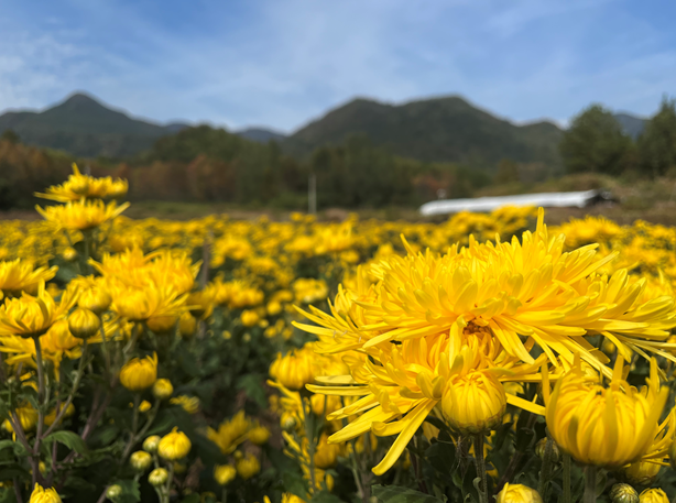 旌德，菊花遍地香，丰景入画来