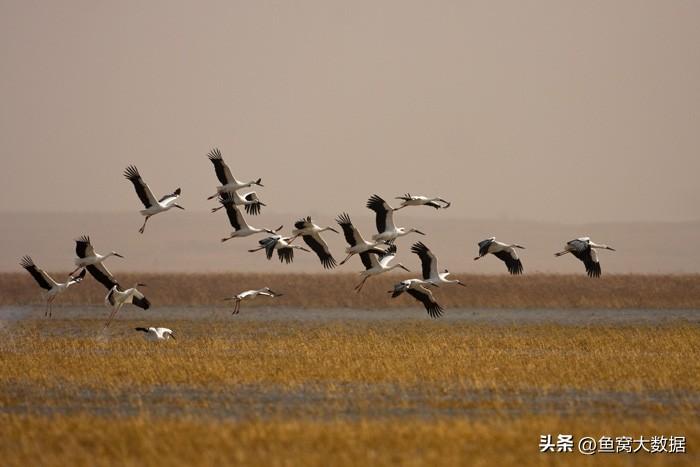 沈阳獾子洞湿地，候鸟迁徙高峰的美丽画卷