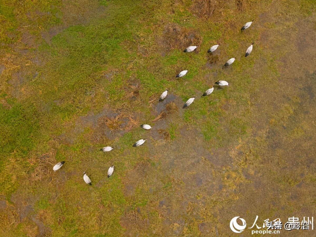 候鸟飞临黄河湿地，陕西加大巡护力度——守护湿地生态的坚实举措