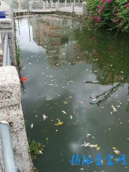 青浦一小区河道水面漂浮绿油，水底淤泥恶臭，居民生活受影响——探访背后的真相与解决之道