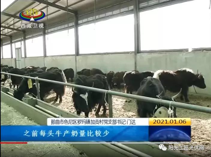 高原光伏羊和牦牛肉，进京下江南的传奇之旅