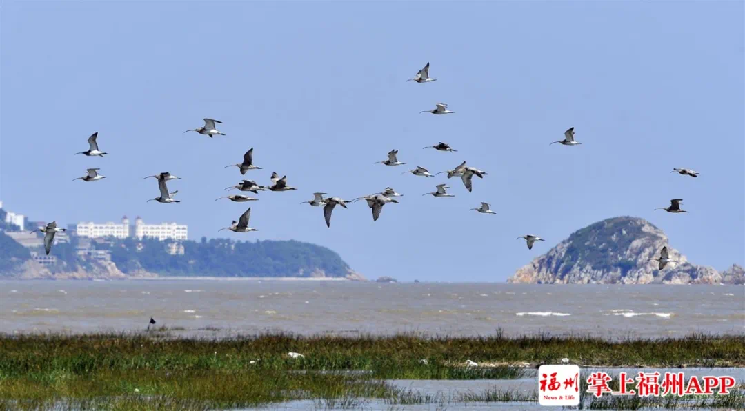 探访福建闽江河口湿地自然保护区，守护候鸟归来的乐章