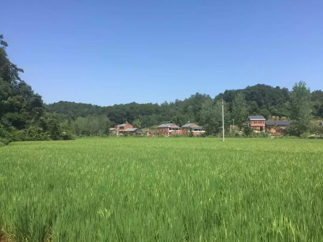 湖北推动农村实用技术落地开花——乡村振兴的新动力