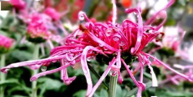 福州，菊花雨后更娇艳